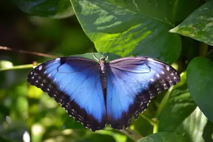 Morpho-2